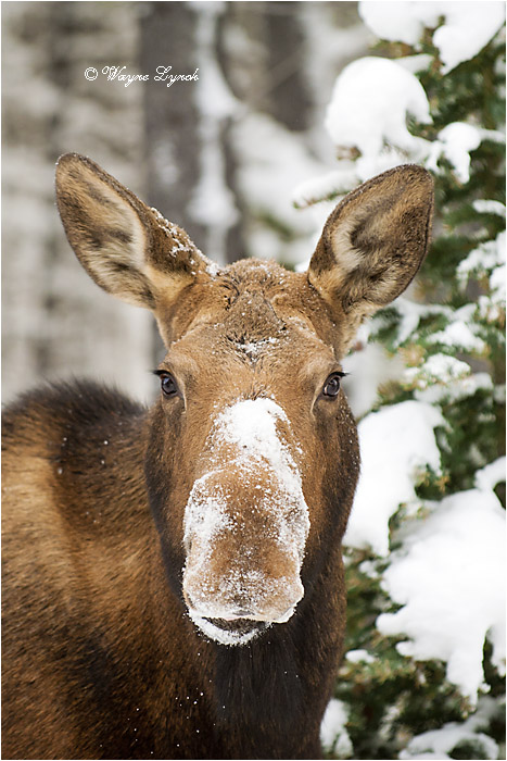 Cow Moose 119 by Dr. Wayne Lynch &copy;